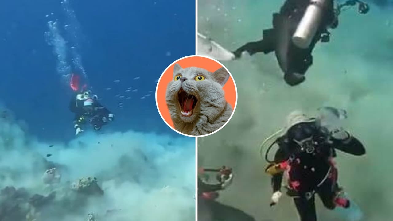 ¿Cómo se ve un 'terremoto' bajo el mar? Buzos difunden aterrador video