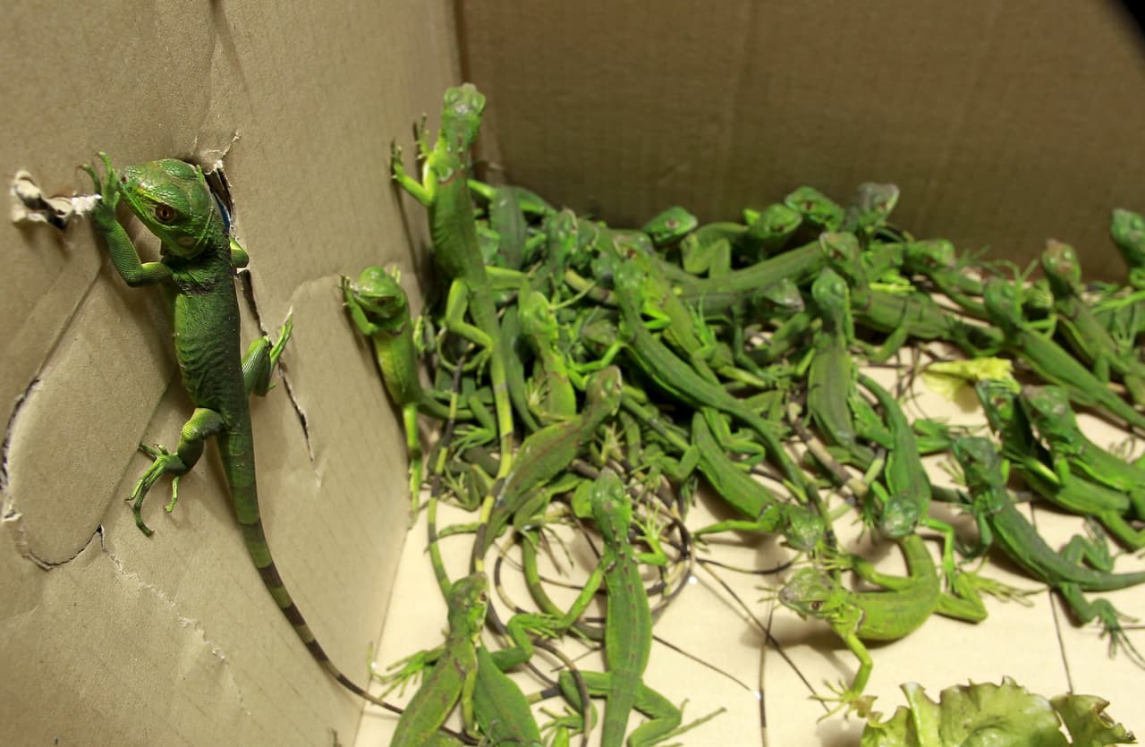 La policía nacional de Costa Rica rescató 81 iguanas bebé de un cuarto de hotel en San José. Las tenían en cajas de cartón, posiblemente destinadas a la venta como mascotas exóticas. El ministerio de medio ambiente luego rehabilitó y liberó a los reptiles a su hábitat natural.
