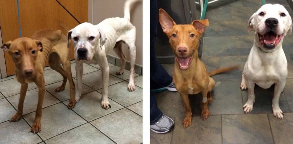 Emmy y Oscar lograron escapar de la muerte gracias al amor