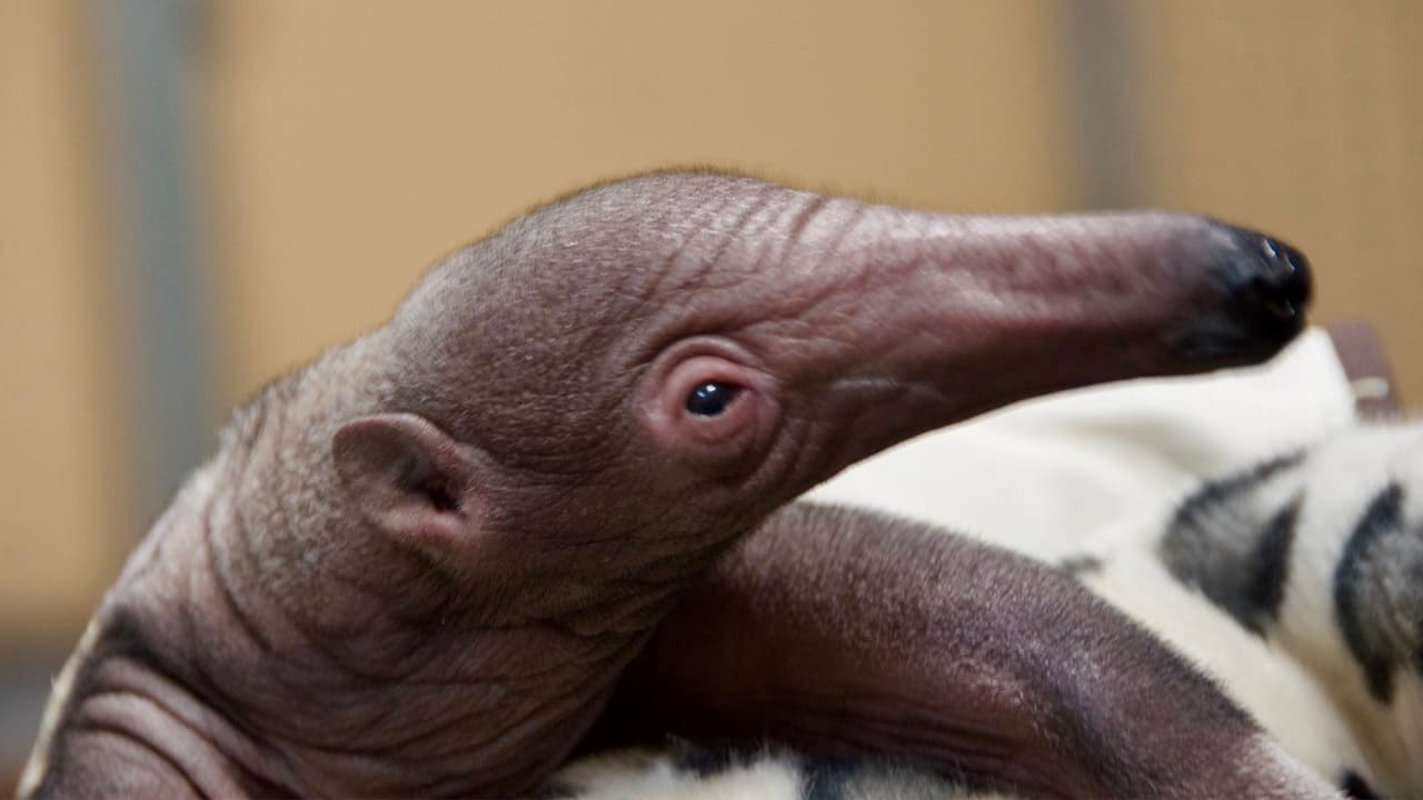 Los boletos para entrar serán vendidos solo a través de su
<a href="https://www.houstonzoo.org/were-ready-to-welcome-you-back-to-the-zoo/" target="_blank">página web</a> para evitar contactos entre trabajadores y el público.