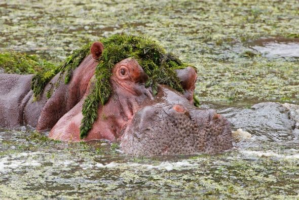 Este divertido hipopótamo terminó con su comida comida como si fuera una divertida peluca.