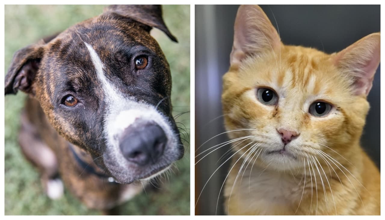 Austin Animal Center eximirá las tarifas de adopción para buscarle hogar a 800 mascotas 