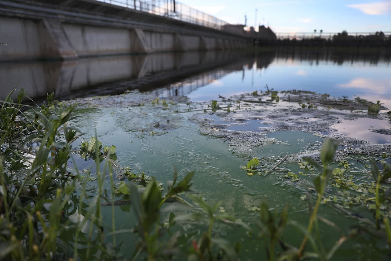 Las aguas contaminadas del lago, que corren hacia el este por el río y estuario de St. Lucie y hacia el oeste por el Caloosahatchee, ayudan a la floración de esta alga o cianobacteria.