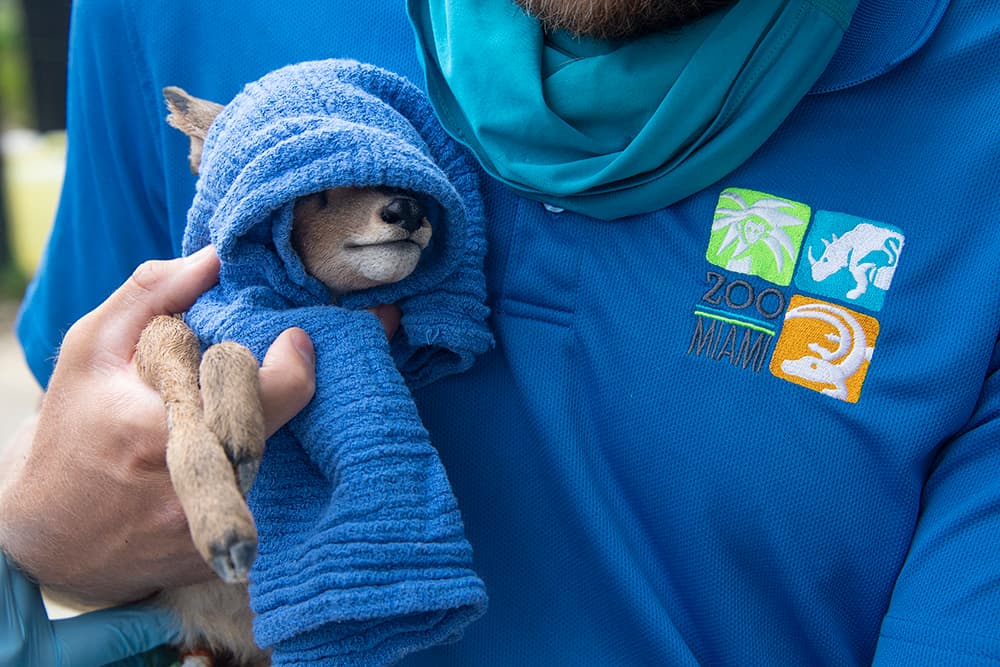 De acuerdo con las recomendaciones del plan de supervivencia de especies de 'Steenbok' administrado por la Asociación de Zoológicos y Acuarios, son animales extremadamente nerviosos.