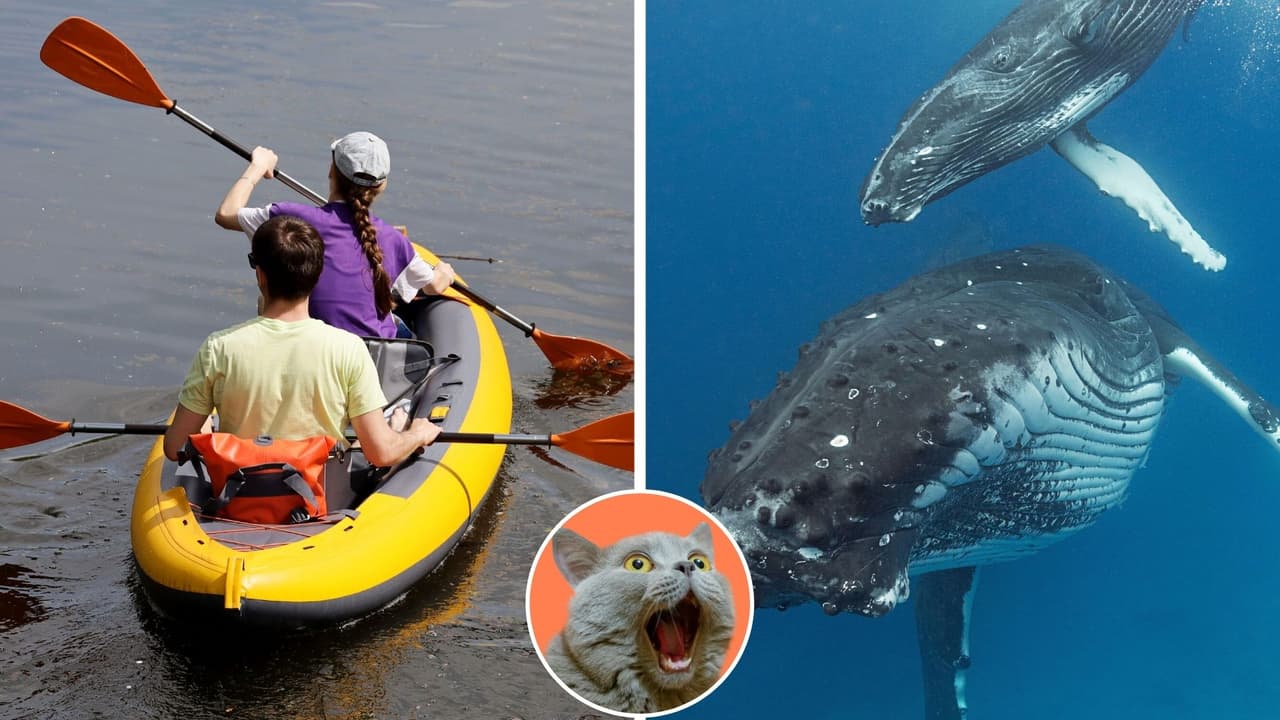 Paseaban en kayak cuando fueron rodeados por grupo de ballenas: impactante video se hizo viral