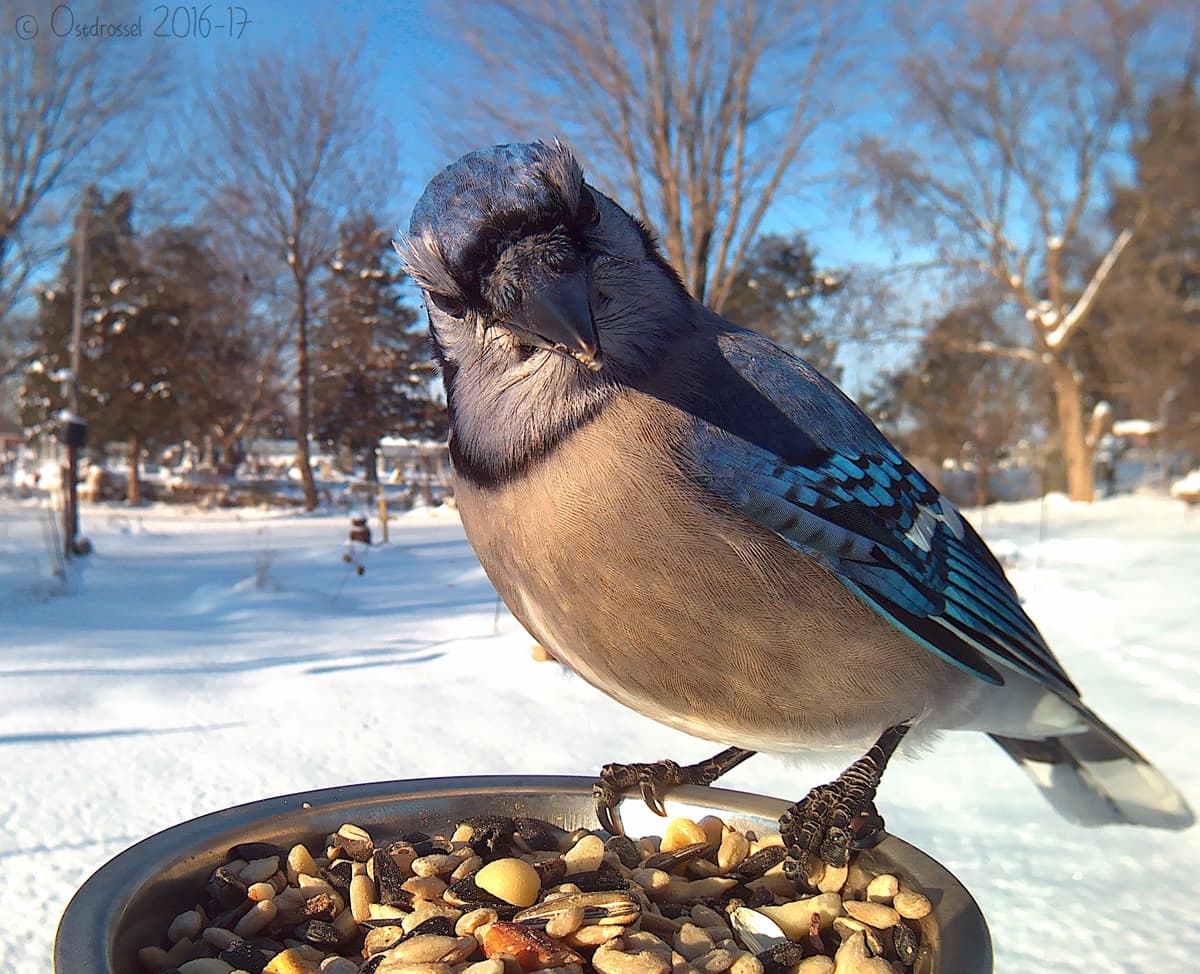Un arrendajo azul mira fijo a la cámara. Estos bellos pájaros azules habitan el este de los Estados Unidos y son considerados una de las aves más ruidosas por su canto estridente, aunque también emite una variedad de otras melodías más agradables.