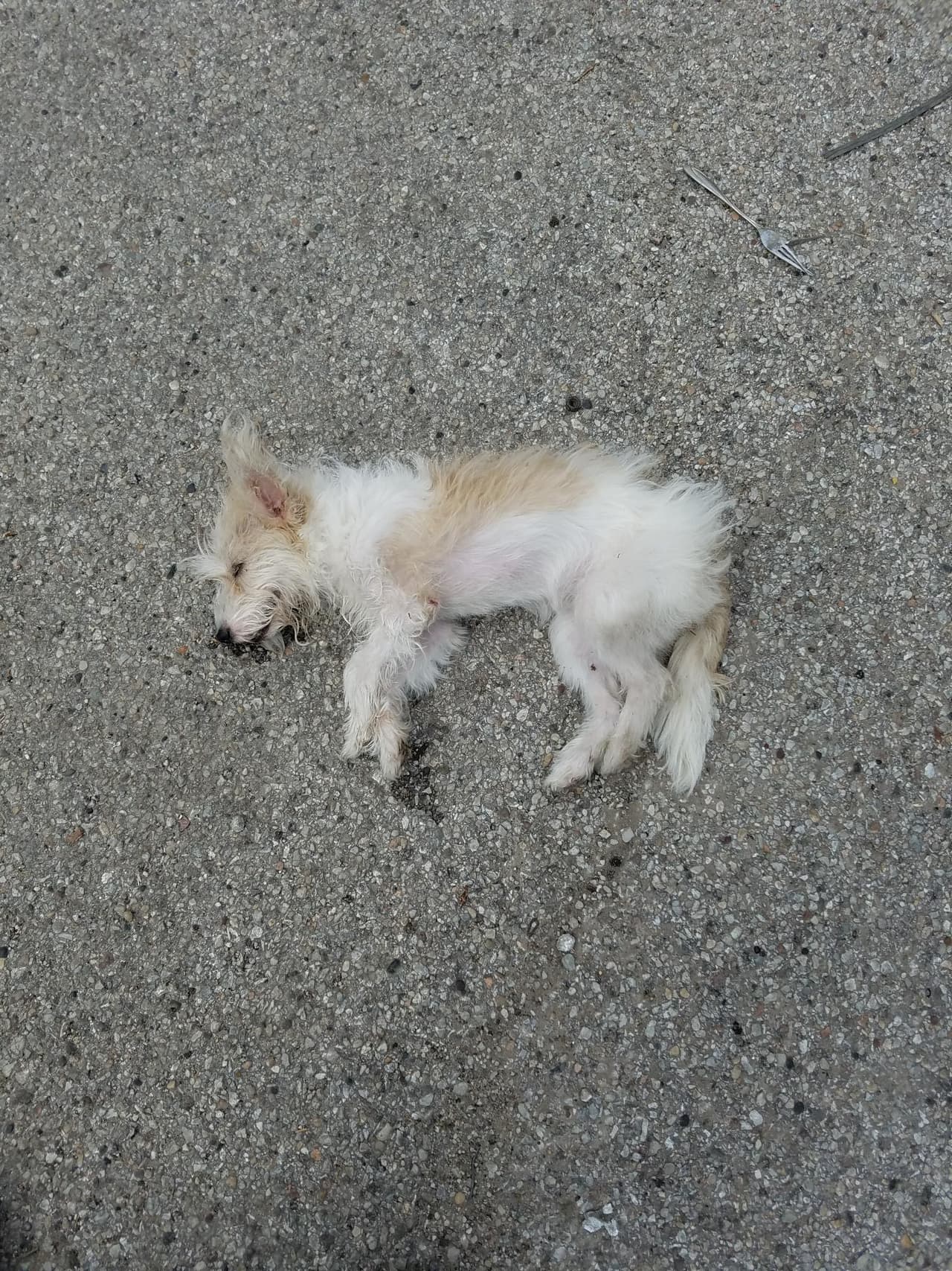 El pasado 9 de abril, un oficial de policía de Chicago, que respondió a una llamada de una rencilla doméstica en el barrio de Lawndale, encontró a la perrita tendida en un callejón, con las piernas ensangrentadas y la boca espumosa.