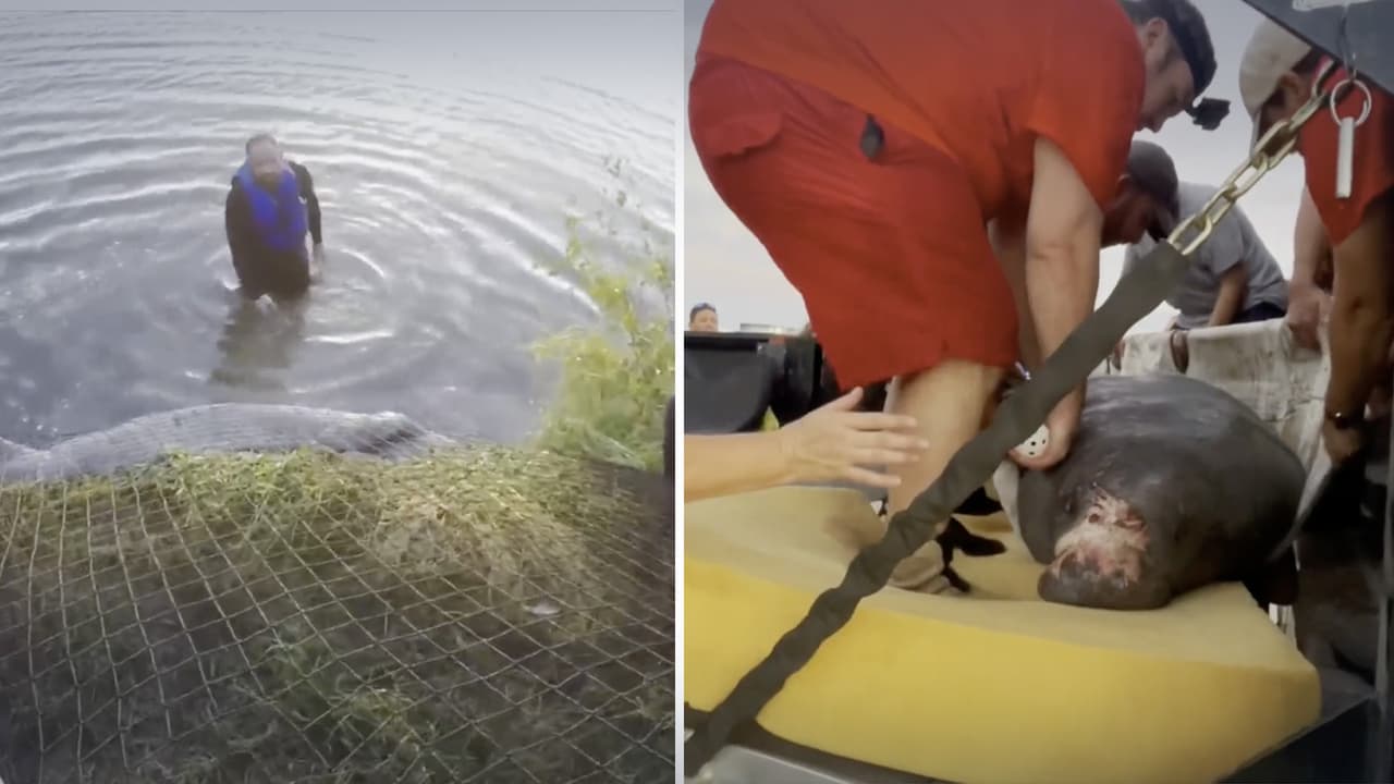 Rescatan a manatí de 810 libras en un canal cerca de Houston. Sí, un manatí... en Texas