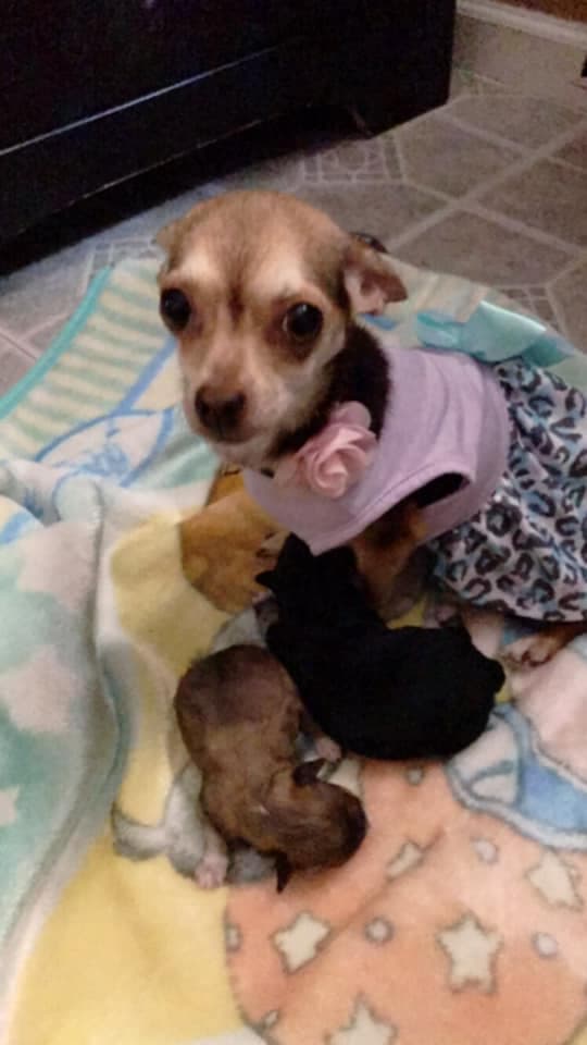 "Mi princessa luna con sus princesitas 💕" Yessi.
<br>