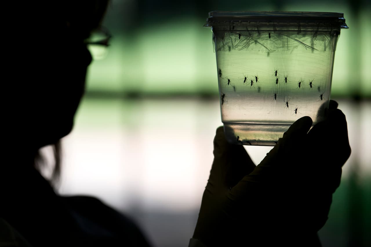 Las 6 formas en que Nueva York aplastará al virus del zika