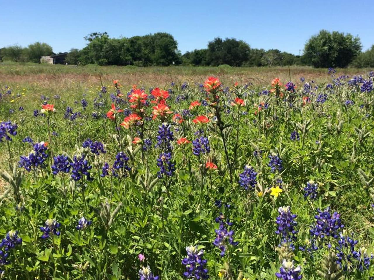 <b>Marble Falls:</b> busque Bluebonnet House en 4554 N. US Highway 281. La casa abandonada de mediados del siglo XIX se encuentra en un campo de flores silvestres y es un lugar popular para tomar fotografías. Mientras esté en Marble Falls, asegúrese de pasar por el Blue Bonnet Cafe para disfrutar de sus legendarias tartas. La Oficina de Convenciones y Visitantes tiene mapas gratuitos de Highland Lakes Bluebonnet Trail.
