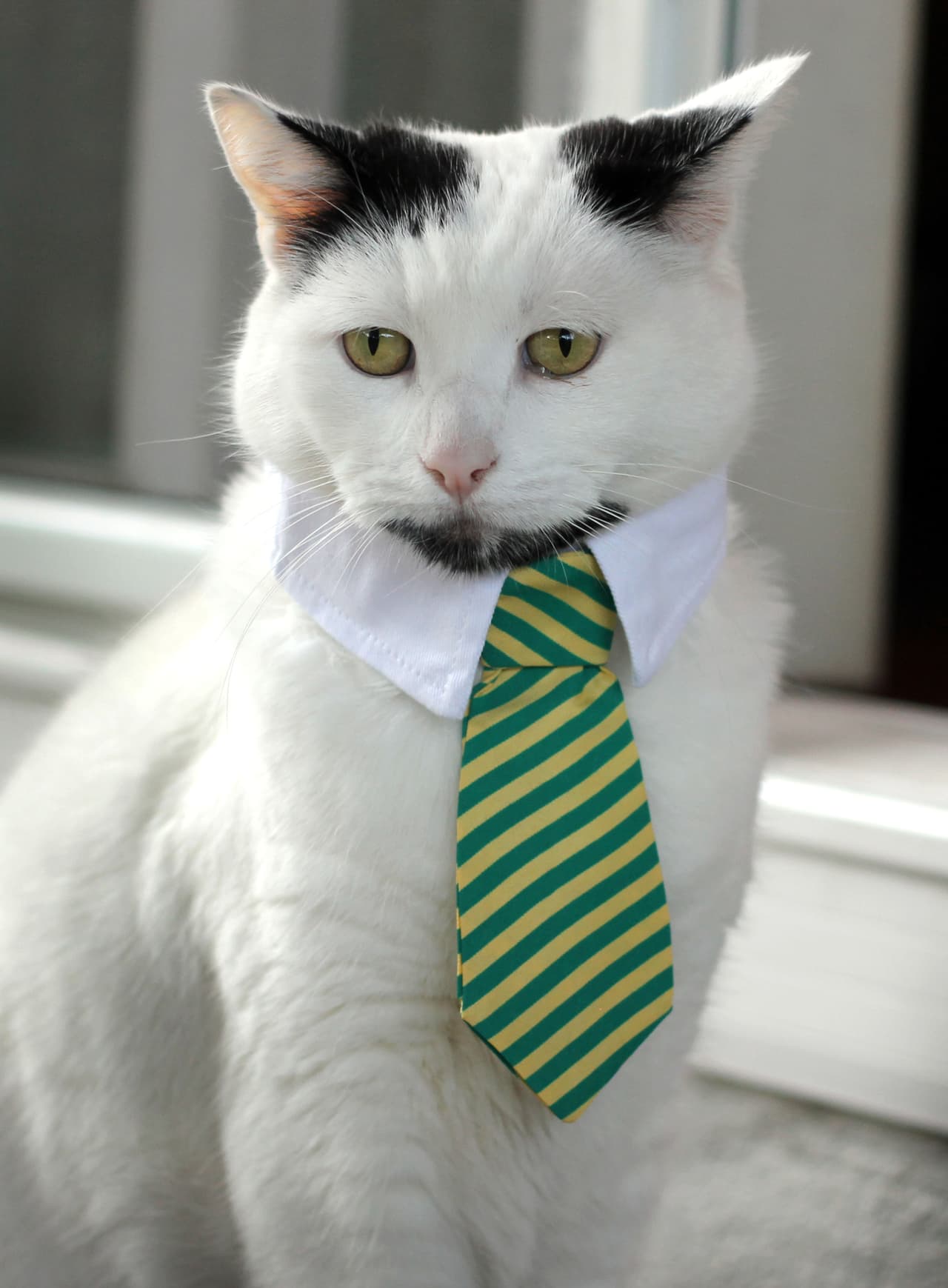 Él sólo tiene siete años y ya es un barbón reconocido.