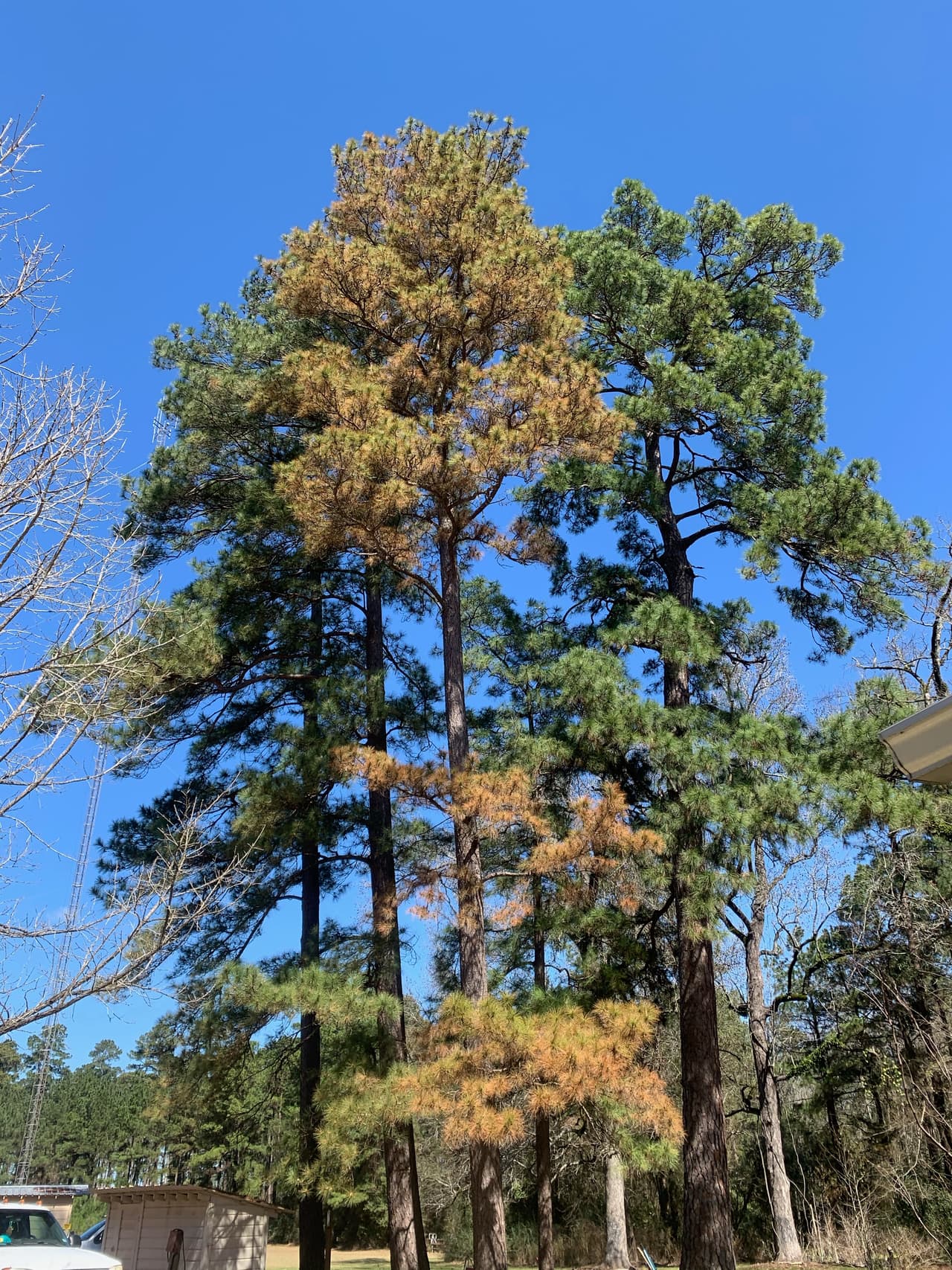 “La señal más común de daño por congelación en los árboles es el cambio en el color de hojas de un verde oscuro a un extraño color gris rojizo. Aparte del color extraño, las copas de estos árboles parecen estar completamente intactas y muestran una rotura mínima de las cargas de hielo”, dijo Eric Taylor del Servicio Forestal de Texas A&M.