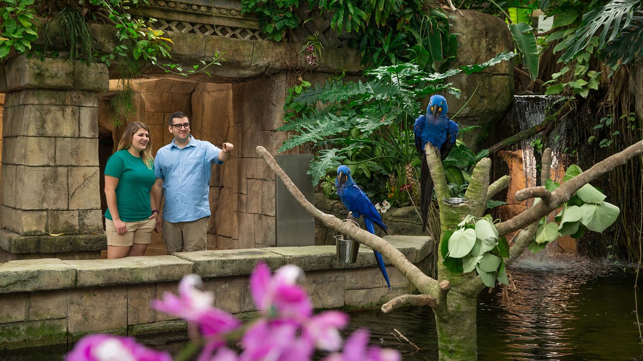 Si deseas ahorrar dinero puedes aprovechar el pase económico de un día que incluye la entrada al acuario y las pirámides de la selva tropical, el museo Discovery, el barco Colonel Paddlewheel, un espectáculo en cada teatro MG3D, 4D Special FX y 20,000 leguas de viaje submarino.