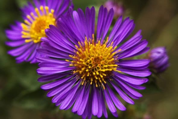 Las anuales, tal como indica su nombre, tienen un ciclo de vida de una temporada, detalla el portal de la Sociedad Audubon de New Jersey.