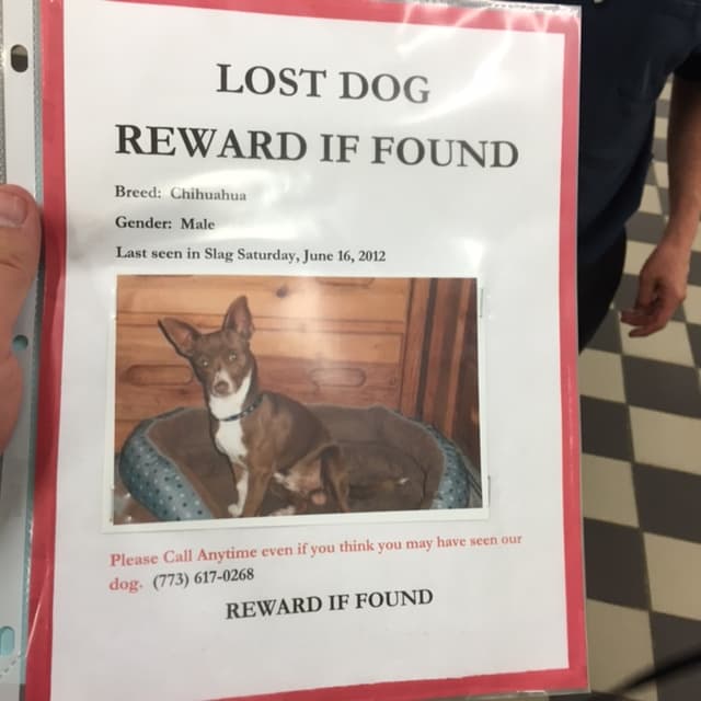 Un perro Chihuahua que fue reportado como desaparecido en 2012 se reunió con sus dueños este martes después de casi cuatro años de estar perdido.