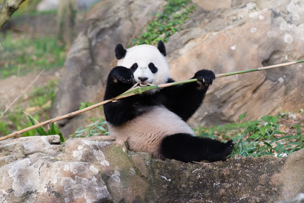 La panda Bao Bao se va a China y deja cada vez menos de su especie en EEUU
