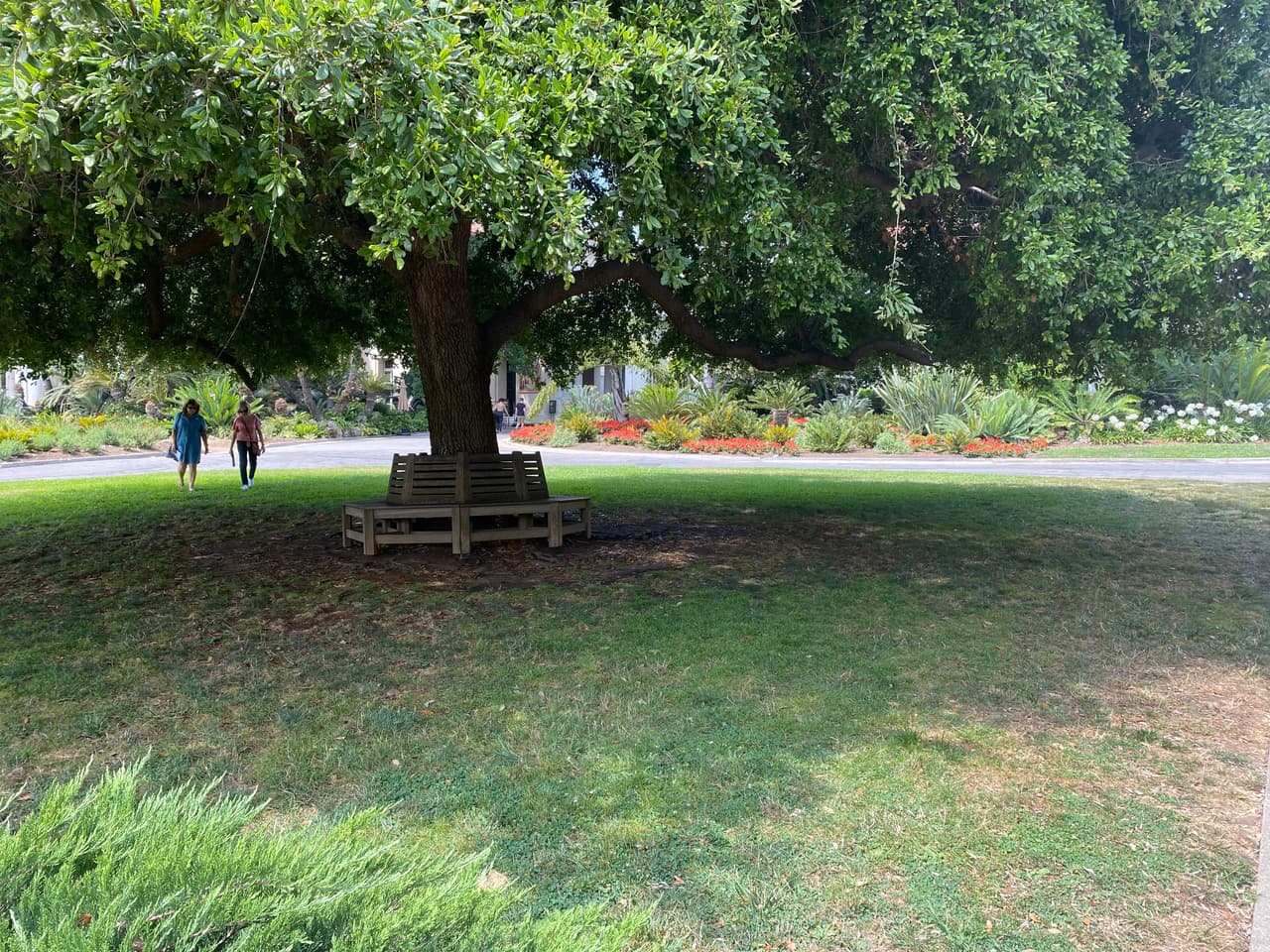 En un mismo terreno, los visitantes de la biblioteca Huntington disfrutarán de la belleza de y colorido de distintas especies florales.