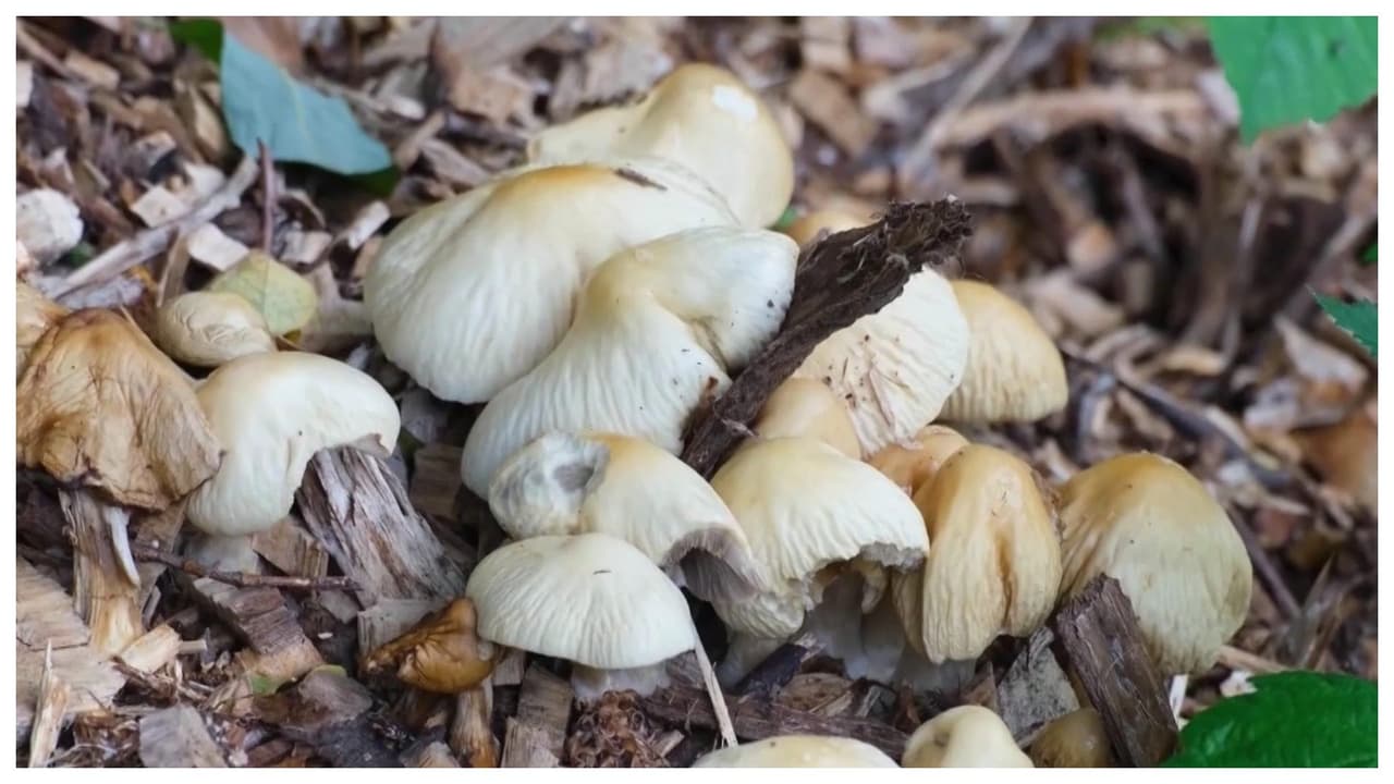 Suman tres muertes por intoxación con hongos en área de la bahía en California