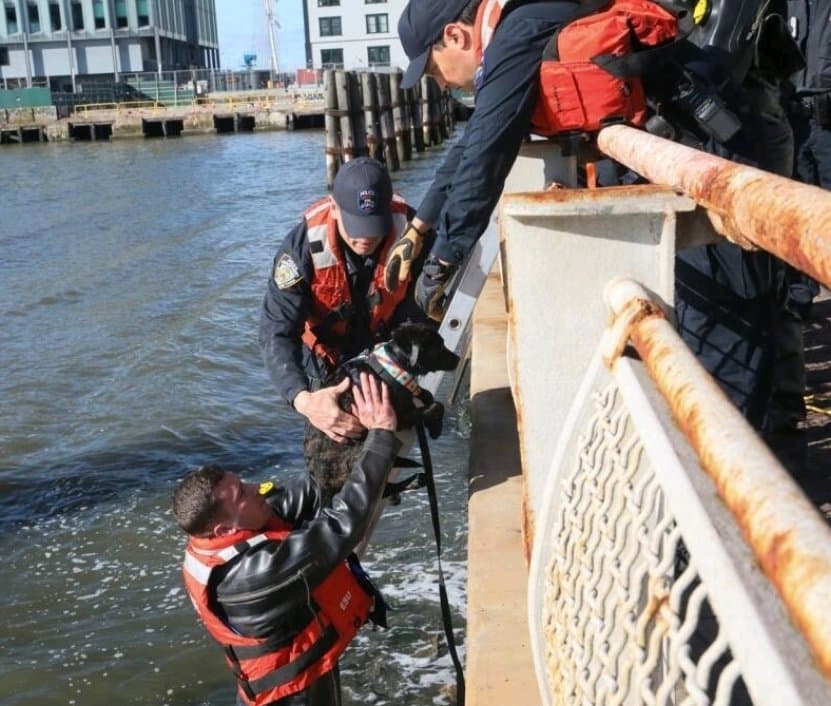 BeBe que fue rescatado de las calles de Antigua y traido a Nueva York para que pudiera ser adoptado daba un paseo con un trabajador del refugio Animal Haven cuando empezó su “fría”aventura.
<br>
<br>