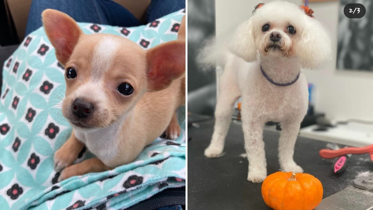 Este 23 de marzo se festeja el Día Nacional del Cachorro en Estados Unidos.
<br>