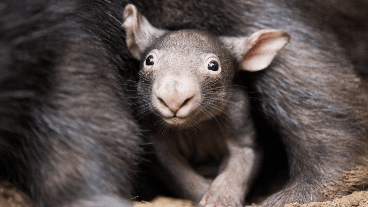 Los wombats son los únicos animales que hacen popó cuadrada