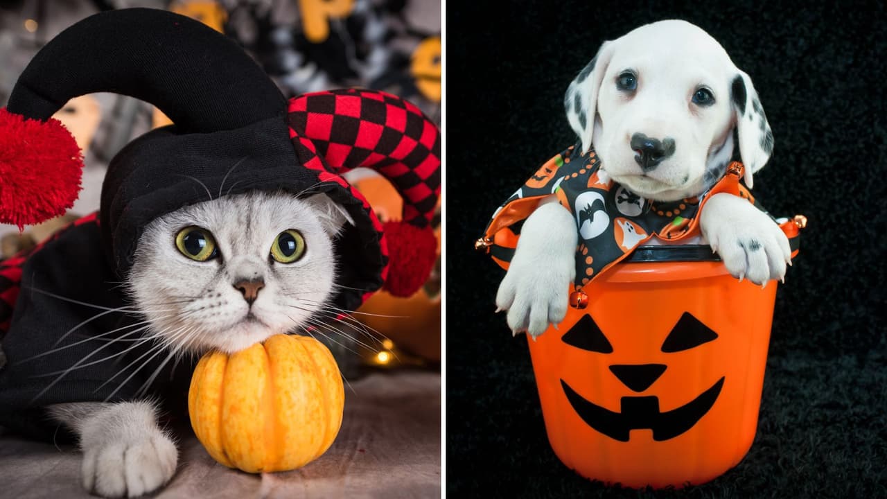 Promo Apertura Halloween.jpg