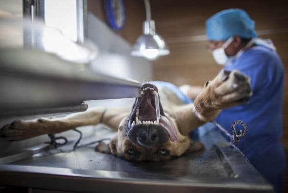 Tras el hallazgo de los cadáveres, la policía llevó a cabo varias redadas en la zona y atrapó a decenas de perros montaraces que probablemente no tuvieron que ver con los ataques pero que uno a uno están siendo sometidos a pruebas para comprobar si tienen restos humanos en su pelaje, dentadura o tracto digestivo.