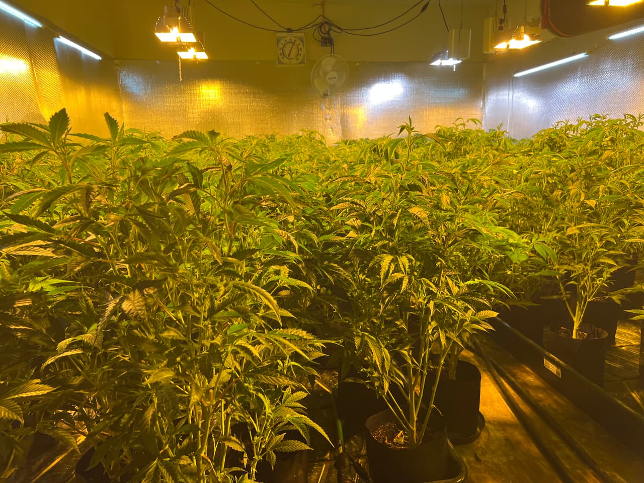 Los productos ilegales decomisados alcanzaron un valor total de $14,818,650 dólares, según informaron las autoridades estatales.