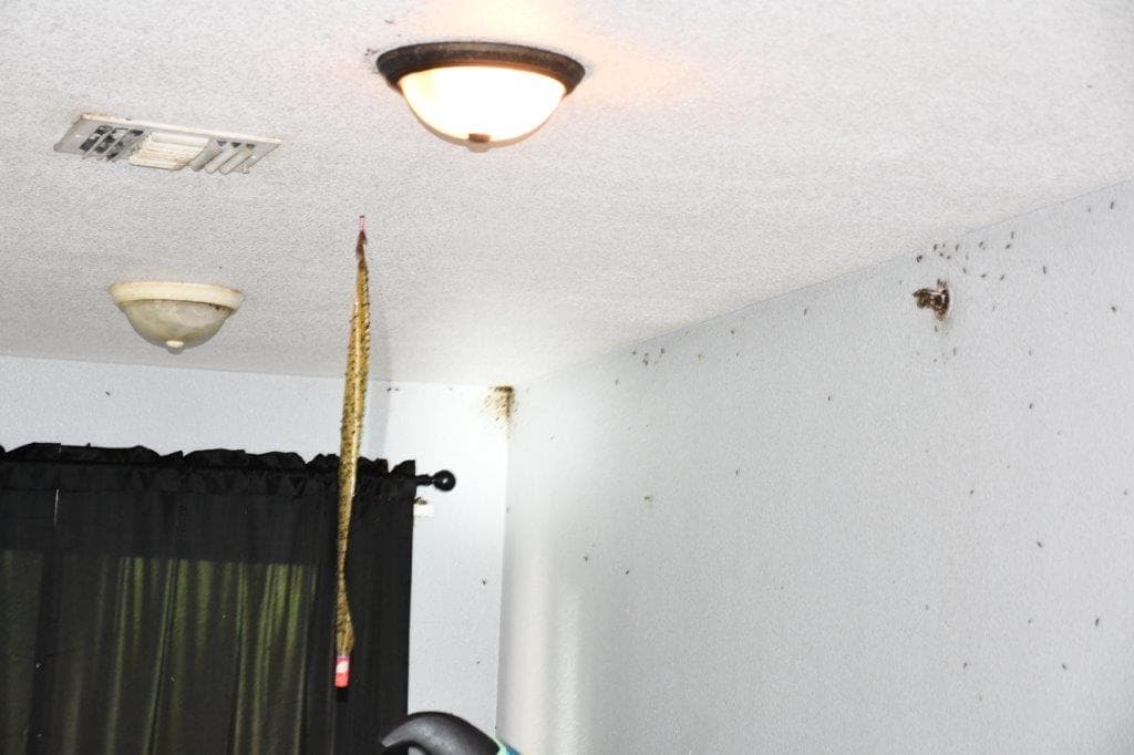 Entre la basura que había se econtraron bolsas de basura llenas de comida vieja, insectos, ratas y heces en todo el apartamento.