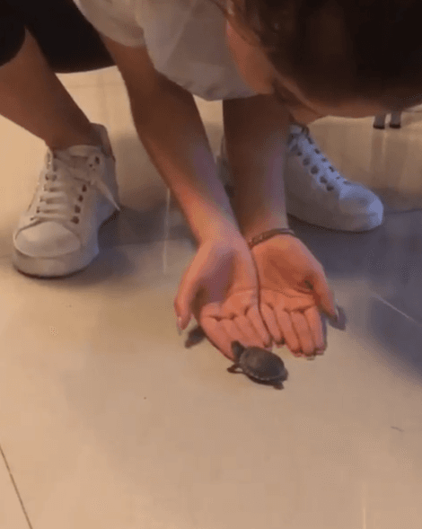 Karol compartió el video en sus redes sociales: "La tortuga es súper extraña. No creo que sea tortuga, para mí es un perro encerrado en una tortuga", dijo la protagonista de 'Soy Luna' a Univision Entretenimiento.