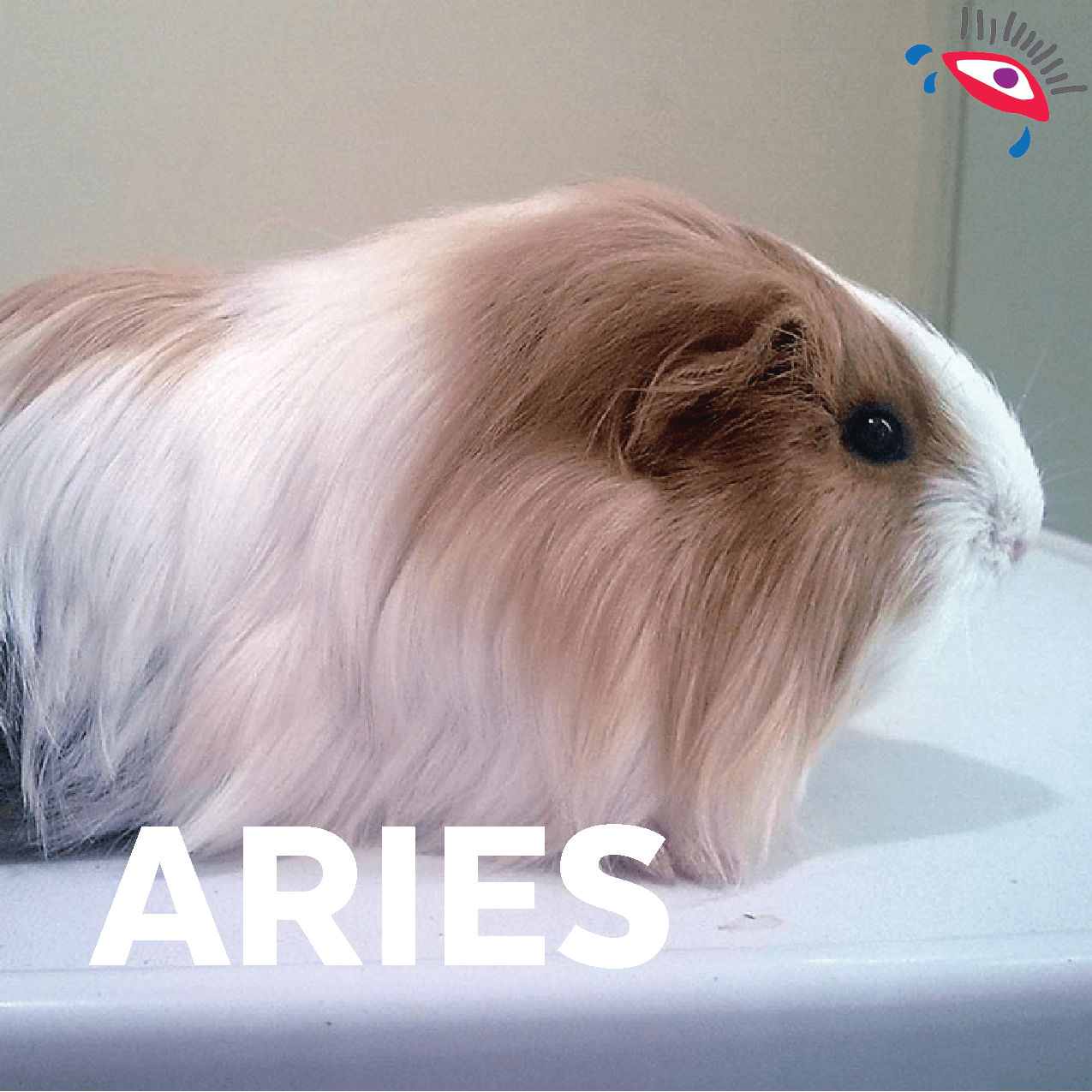 Un cuyo, para verte muy alternativo.