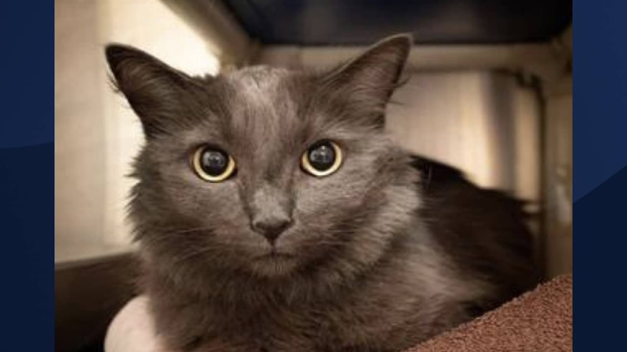 Nombre: LUNA
<br>Se estima que tendrá unos 6 años. Para obtener más información sobre este pequeña,
<a href="https://apps.pets.maricopa.gov/adoptablepets/DetailPage.aspx?RecordLocator=A4597074" target="_blank">haga clic aquí</a>.