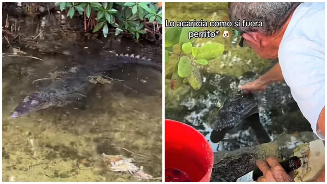 Mexicano sorprende a TikTok por tener un cocodrilo de mascota: hasta le acaricia la cabeza