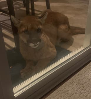Un puma siembra temor en la comunidad de Simi Valley