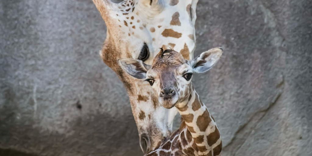 No es la primera vez que visitantes del zoológico ven el nacimiento de una jirafa