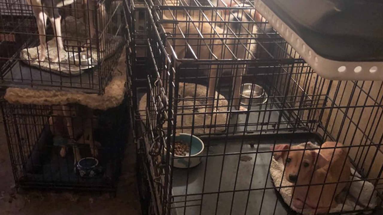 Los perros y los gatos estaban hacinados en jaulas entre sus propias heces.
<br>