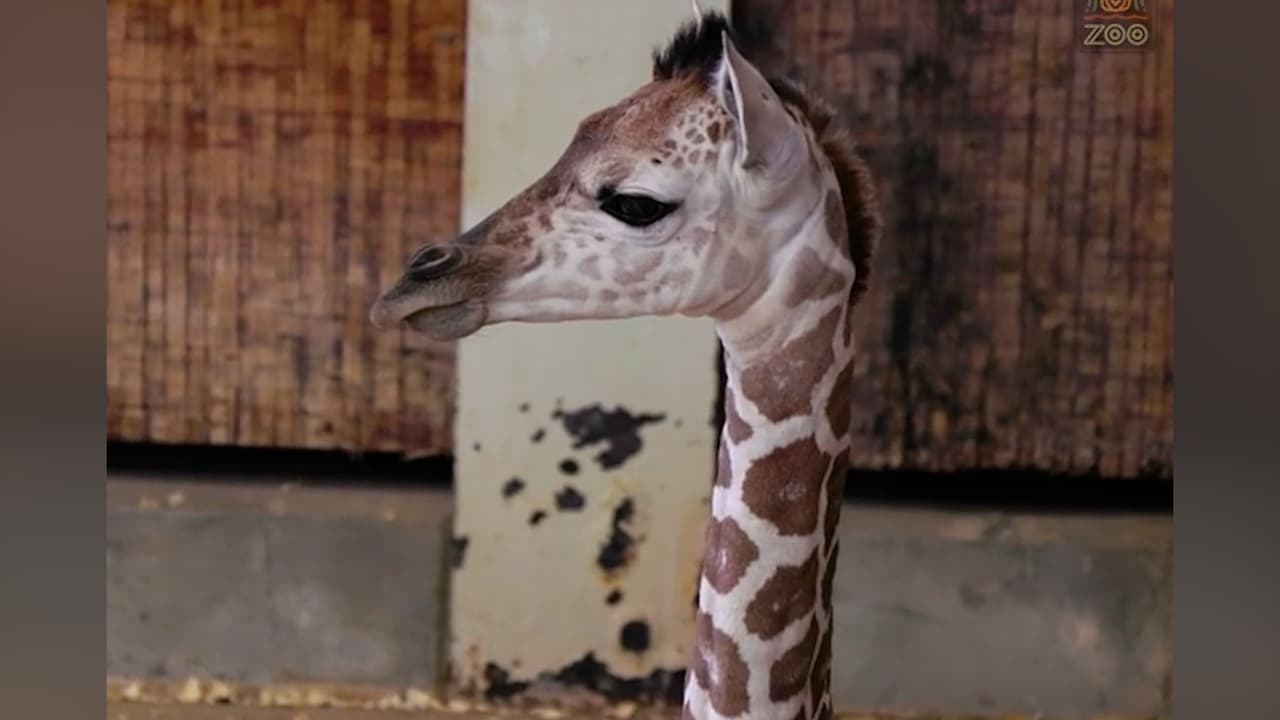 Conoce a la nueva integrante del Zoológico de Dallas 