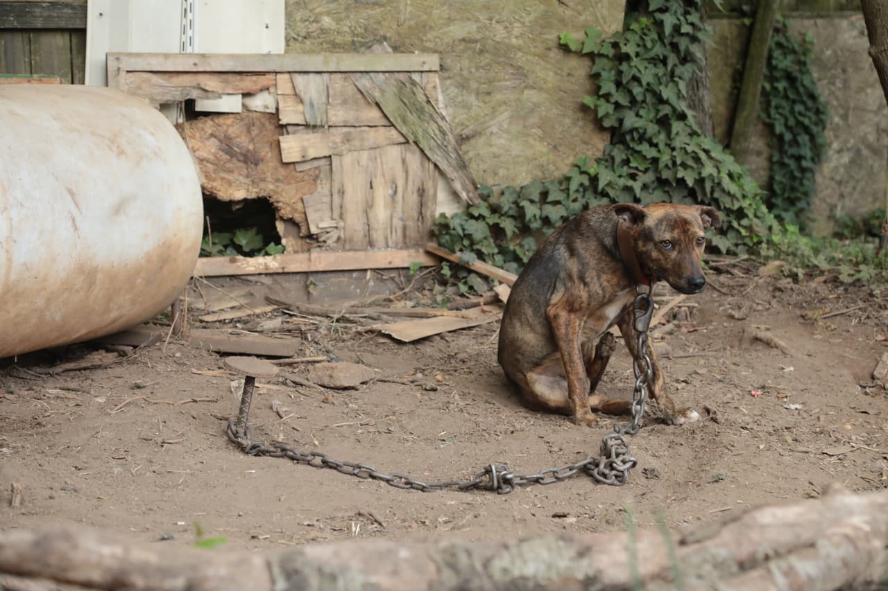Aunque sobrevivan, estos terminan con lesiones graves que pocas veces revisa un veterinario, para evitar que denuncie a los criadores con la Policía.