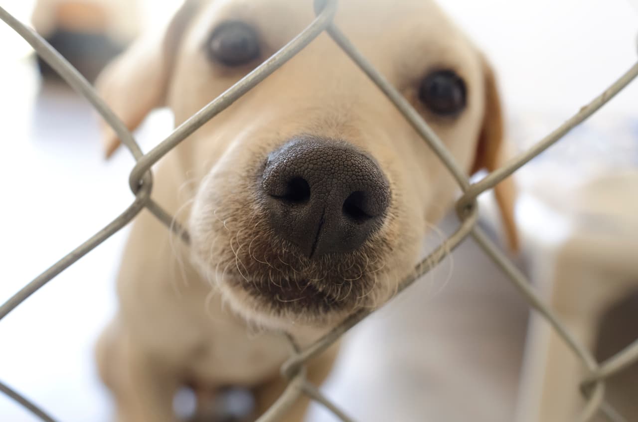 Adoptar. Adquirir un perrito de un refugio o grupo de rescate es una de las mejores cosas que se pueden hacer, pues hay animales de todo tipo esperando el amor y la ayuda de un humano.