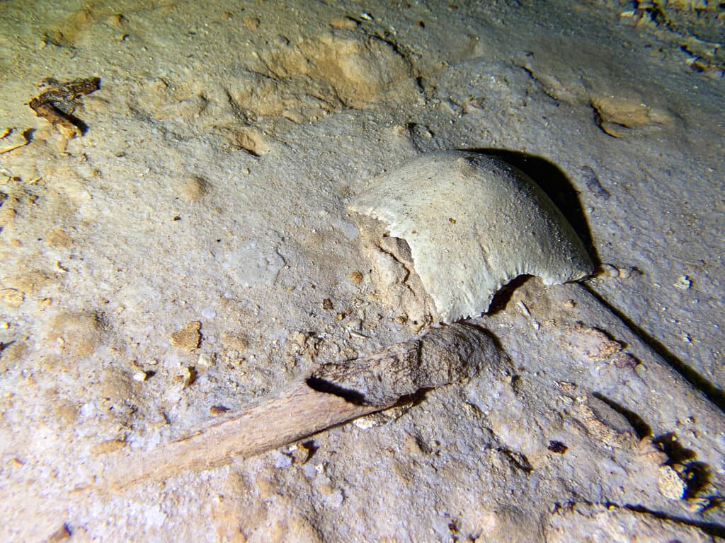 Un esqueleto humano prehistórico fue encontrado en un sistema de cuevas —conocido como cenote— que se inundó hacia 
<b>el final de la última glaciación hace 8,000 años</b> cerca de Tulum, México. El hallazgo fue realizado por buzos especializados cerca de donde se construye 
<a href="https://www.univision.com/noticias/un-juez-mexicano-ordena-la-suspension-definitiva-de-las-obras-en-el-tramo-5-del-tren-maya-de-amlo-video" target="_blank">el tramo 5 del Tren Maya que atravesará la selva</a>.