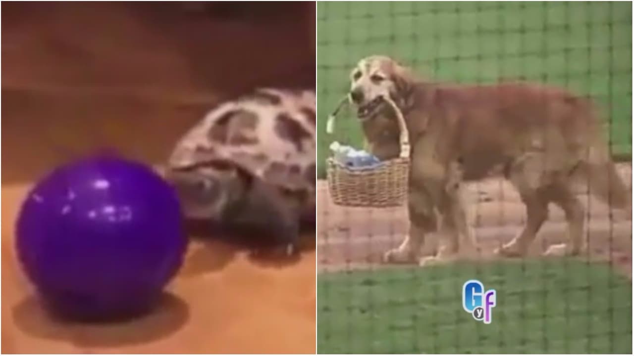 Clarissa Molina nos presentó a los animalitos más tiernos del mundo