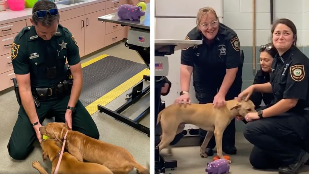 Agentes se reencuentran con más de 30 perros que rescataron de maltrato