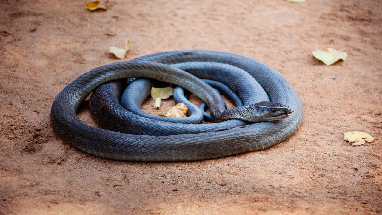 En esta casa había 100 serpientes venenosas, un lagarto y un cocodrilo: se supo al descubrir a un residente muerto