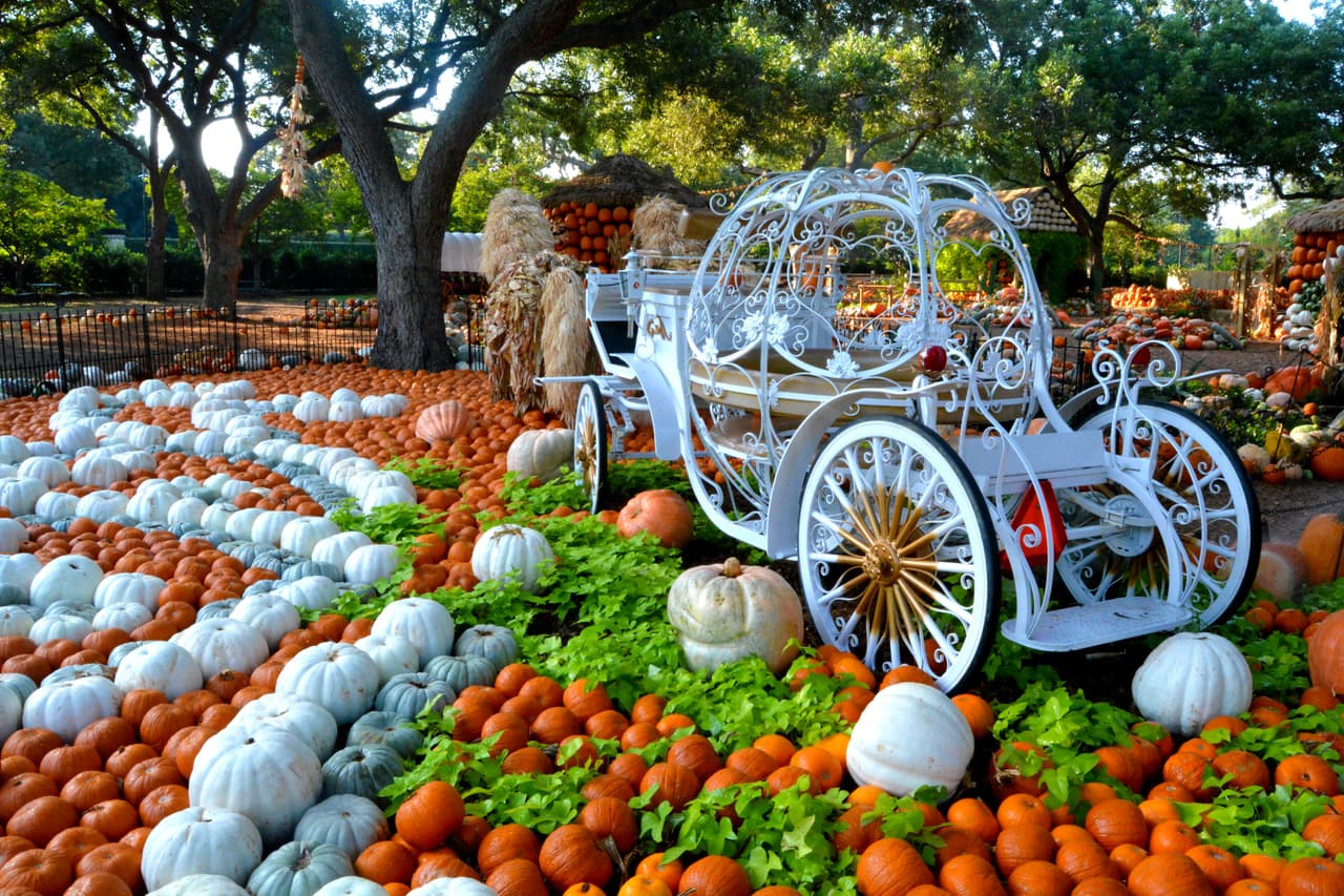 Uno de los atractivos es la carroza en forma de calabaza de Cenicienta, que está rodeada por calabazas de color naranja y blanco.