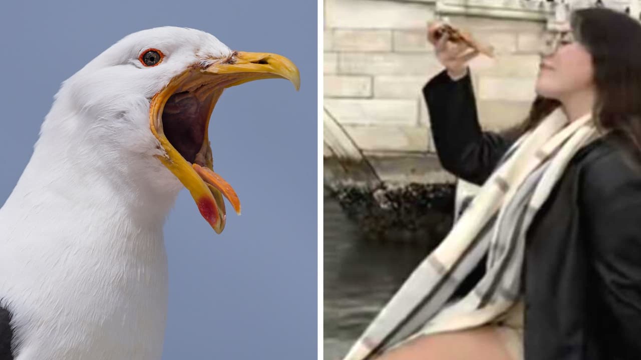 Trata de tomar "foto perfecta" en Venecia y una gaviota la arruina: "¡Mi dinero, mis ahorros!"