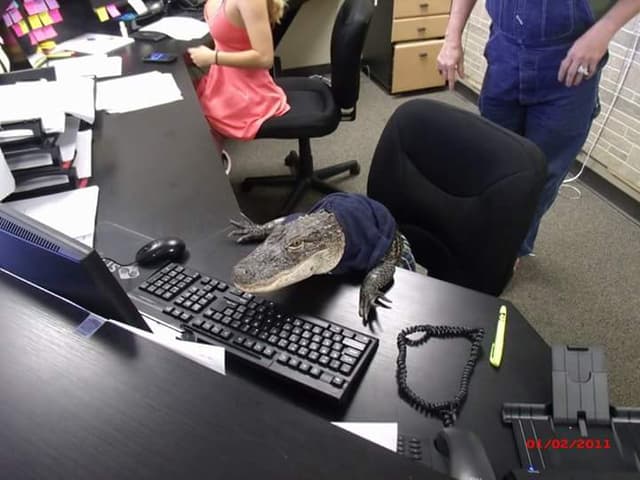 FL: Mujer lucha para quedarse con su caimán como mascota