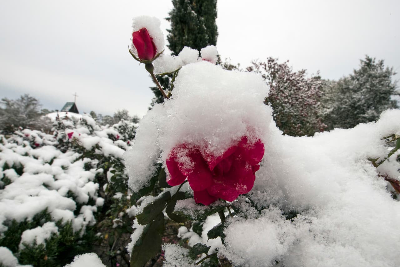 Las flores de los jardines del norte de Houston cubiertas de Nieve.