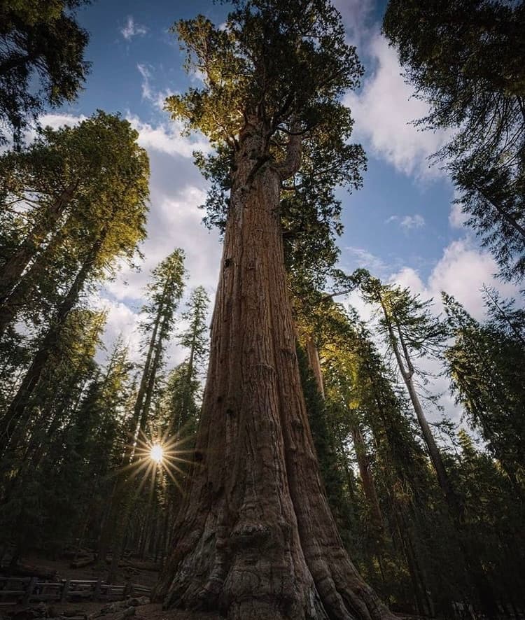 Parque Nacional Sequoia: conocido por sus altísimos secuoyas, cañones, ríos y montañas, no puedes dejar pasar la oportunidad de visitar al árbol General Sherman, el ser vivo más grande del mundo.