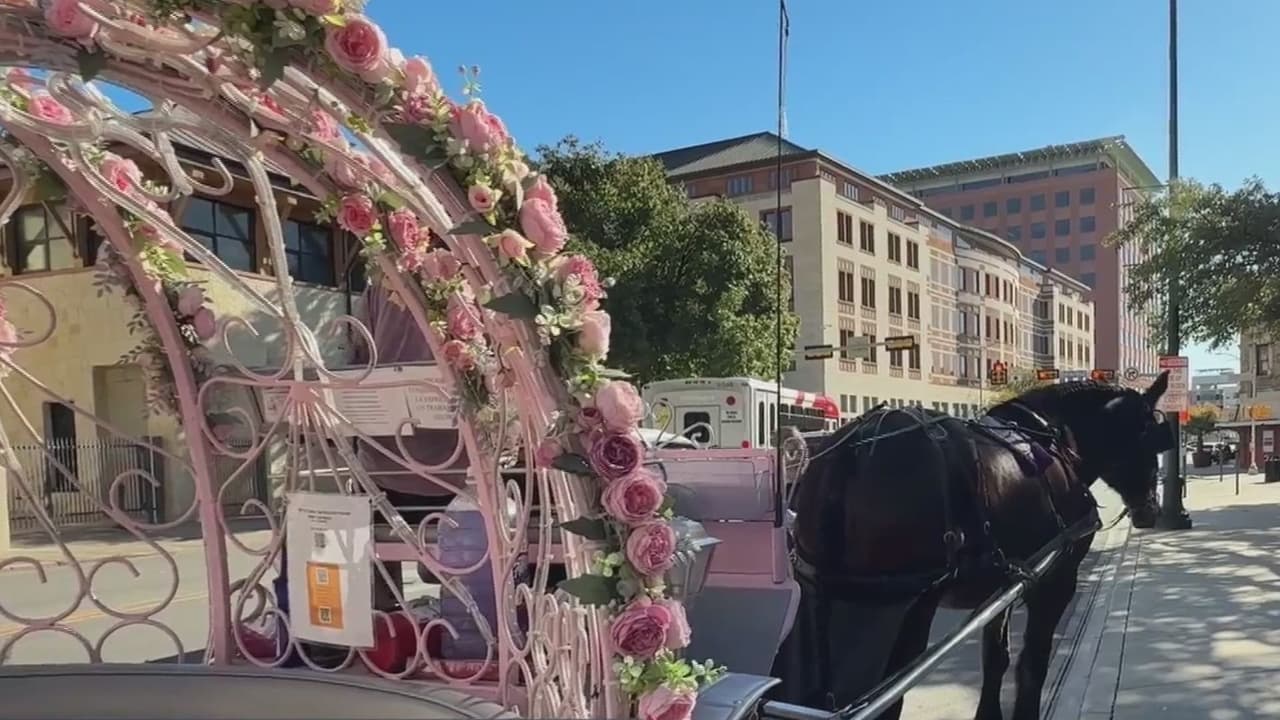 Ante riesgo de perder su único ingreso, piden a concejo mantener carruajes tirados por caballos